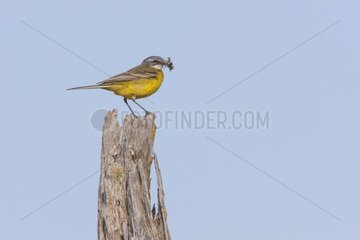 Ashy-headed Wagtail (Motacilla flava) on a pole with an insect in the beak. Camargue  France