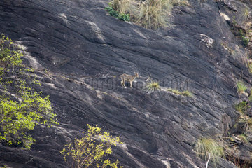 Nilgiri tahr on cliff - Anaimalai Mountain India