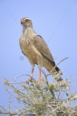 Gabar Goshawk on a branch  Etosha  Namibia
