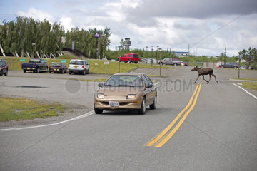 Moose in town near Lake Hood - Alaska USA