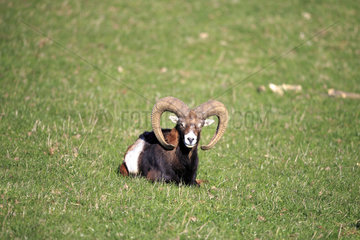 Male Mouflon lying in the grass - France