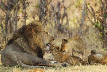 Lion (Panthera leo) - Male  cub  older male cub and female  resting. Savuti  Chobe National Park  Botswana.