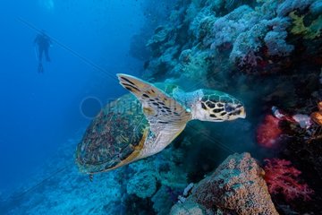 Hawksbill sea turtle (Eretmochelys imbricata)  Red sea  Egypt