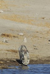 Warthog (Phacochoerus aethiopicus) - Female  drinking at a waterhole. Etosha National Park  Namibia.