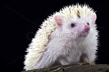 Pygmy hedgehog (Atelerix albiventris)  Netherlands