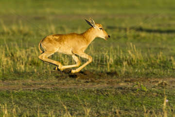Topi new-born running in Savannah - Masai Mara Kenya