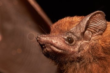 Portrait of tropical Bat - Kourou - French Guiana