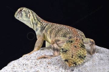 Omani spiny-tailed lizard (Uromastyx thomasi)  Oman