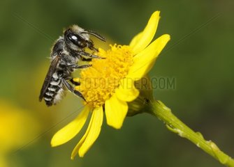 Leafcutter bee (Megachile rotundata) on female Pulicaire (Pulicaria dysenterica)  2015 July 16  Northern Vosges Regional Nature Park  France  ranked World Biosphere Reserve by UNESCO  France