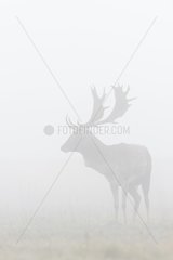 Fallow Deer (Cervus dama) on misty morning  Autumn  Hesse  Germany  Europe
