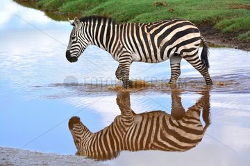 Tanzania. Ngorongoro Conservation Area. Zebra crossing a river in Ndutu.