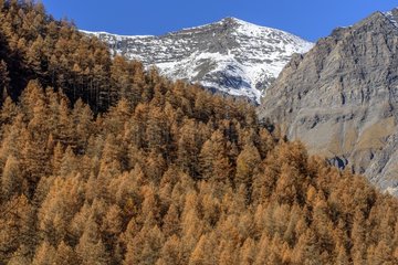 Larch in autumn  Valley Averole   above Bessans   Haute Maurienne   Savoie   France