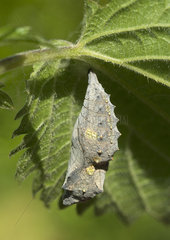 Red Admiral Chrysalis under a leaf Nettle - France