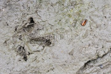 Footprint of Red partridge in the mud in the spring (This imprint is 6 cm long and 5 cm wide) - Ménestreau-en-Villette - Loiret - France