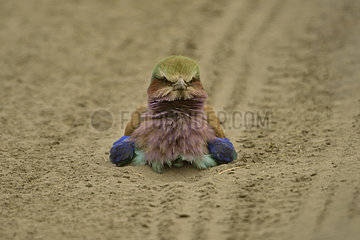 Lilac-breasted Roller on ground - Savuti Botswana
