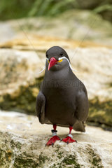 Inca Tern on rock