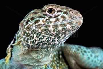 The Collared lizard (Crotaphytus collaris) is a desert predator found in Arizona and surrounding States.  Arizona  United States