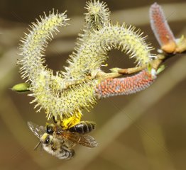 Mining Bee (Andrena praecox) on Willow catkin (Salix purpurea)  2015 April 09  Northern Vosges Regional Nature Park  France  ranked World Biosphere Reserve by UNESCO  France