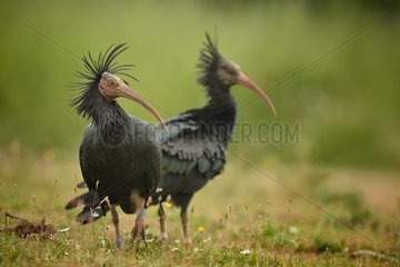 Northern bald ibis on grass