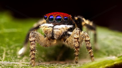Male Peacock Jumping Spider on a leaf - Australia