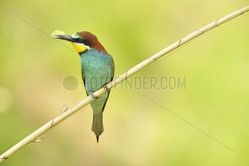 European Bee-eater (Merops apiaster) with prey