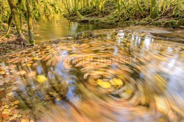 Swirl of dead leaves in a small river Bugey   Region of Artemare   Ain  France