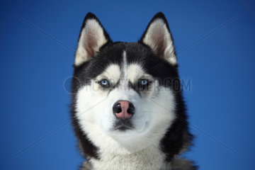 Portrait of Siberian Husky - France