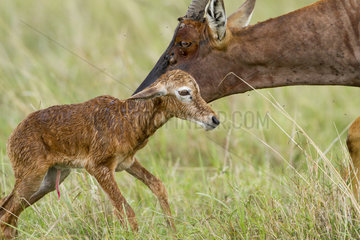 Topi and new-born in Savannah - Masai Mara Kenya