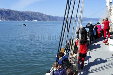 Denmark. Greenland. West coast. Passengers of a cruise boat looking at a whale in the straight of Ata Sund.