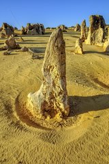 The Pinnacles   Nambung National Park   Western Australia  calcareous concretions formed from logs and tree stumps transformed gradually in mineral  and estimated at 30 000 years of service in a more humid environment than today. The wind cleared and erod