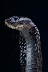 Moroccan cobra (Naja legionis)  Morocco