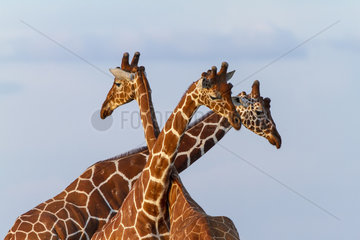Portrait of Reticulated Giraffe males - Masai Mara Kenya