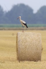 White Stork (Ciconia ciconia)  Hesse  Germany  Europe