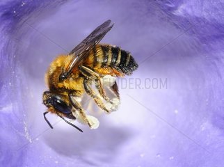 Leafcutter bee (Megachile willughbiella) female collecting pollen in a Bluebell  2015 June 16  Alpes