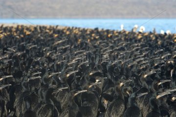 Double crested and Brandt's Cormorants (phalacrocorax auritus and phalacrocorax penicilliatus) A large gathering of double crested cormorants and Brandt's cormorants. Baja California Mexico.