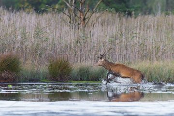 Running Red deer in pond  Saxony  Germany  Europe