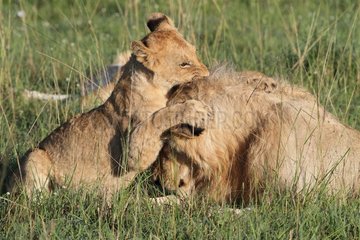 Lion (Panthera leo)  lion cub playing with a male  Masai Mara  Kenya