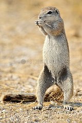 Cape ground squirrel (Xerus inauris)  Etosha  Namibia