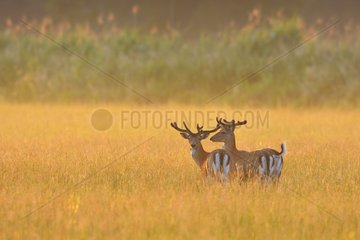 Fallow Deers (Cervus dama) at sunrise  Hesse  Germany  Europe