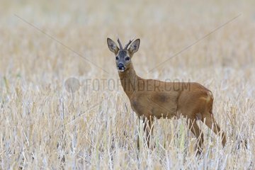 Western Roe Deer (Capreolus capreolus)  Roebuck  Hesse  Germany  Europe