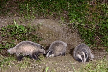 Young badgers (Meles meles) playing in front of their burrow  Haute-Savoie  France