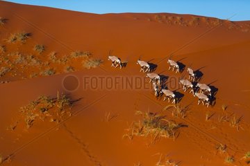 Gemsbok or gemsbuck (Oryx gazella)  Namib Desert  Namibia  Africa
