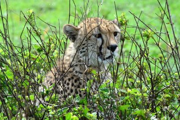 Tanzania. Male cheetah in the bush looking for a prey in the Serengeti national park.