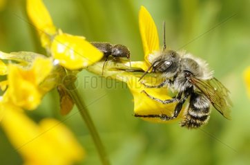 Gold-fringed Mason Bee (Osmia aurulenta) male on Hippocrepis (Hippocrepis comosa)  2015 May 19  Northern Vosges Regional Nature Park  France  ranked World Biosphere Reserve by UNESCO  France