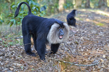 Male Lion-tailed Macaque undergrowth - Nilgiris Hills India