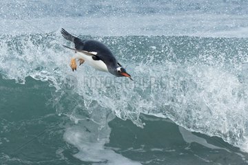 Gentoo penguins( Pygoscelis papua) surfing on a beach  Sea Lion Island  Falkland Islands