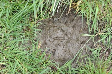 Pheasant footprint in the mud in a meadow  Ménestreau-en-Villette  France
