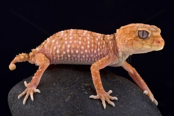 Rough knob-tailed gecko (Nephrurus amyae)  Australia
