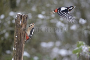 Great Spotted Woodpeckers (Dendrocopos major)  19 January 2016  Northern Vosges Regional Nature Park  declared a World Biosphere Reserve by UNESCO  France