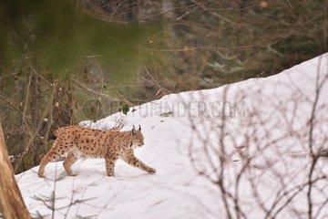 Eurasian lynx walking in snow  Bayerischer Wald Park; Germany